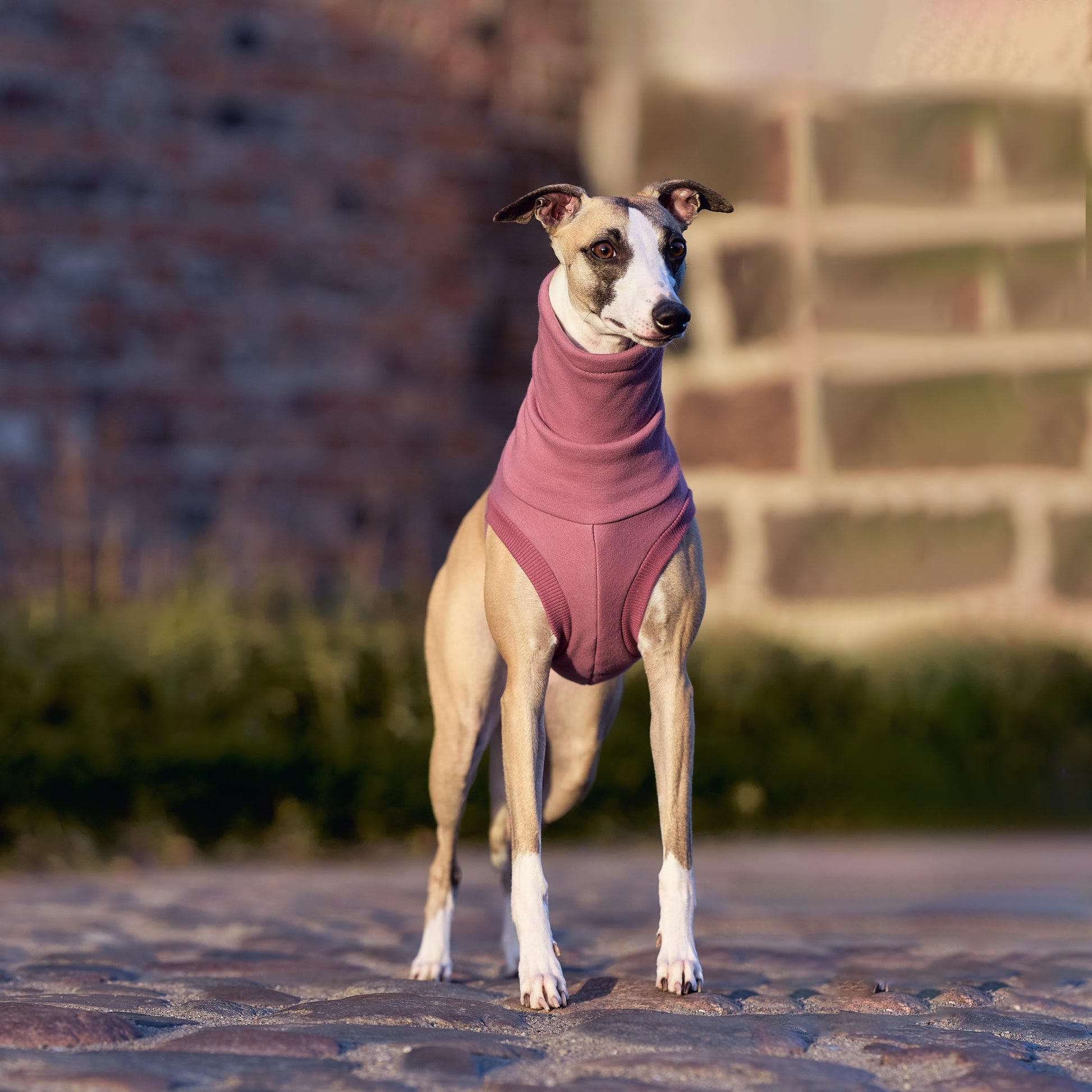 ubranko dla whippeta / charta angielskiego / whippets clothes
