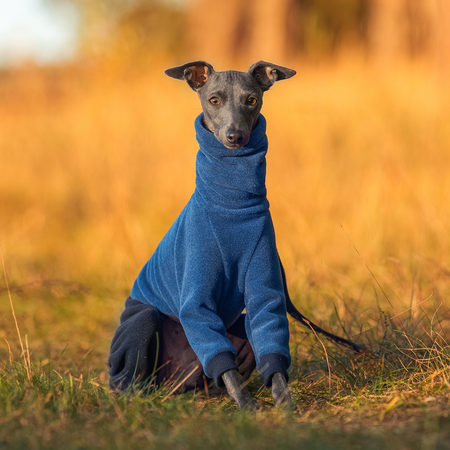 Ubranko dla charcika włoskiego | whippeta - kombinezon premium | Italian Greyhounds clothes  | oblečenie pre talianskeho chrtíka | oblečení pro italského chrtíka