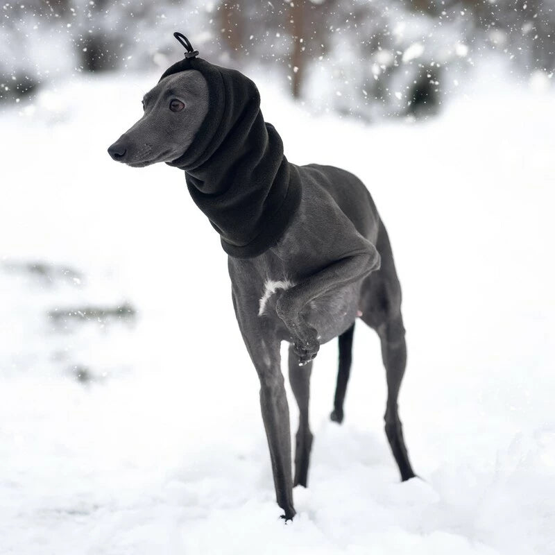 Snood dla charcika włoskiego | whippeta | Italian Greyhounds clothes |Snood pro italského chrtíka| Snood pre talianskeho chrta