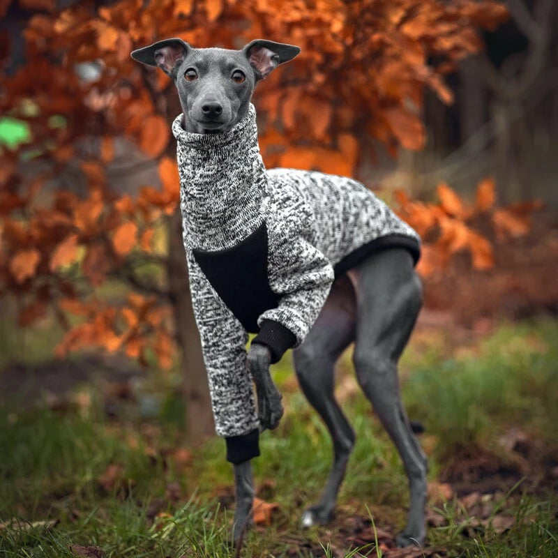 Greyhound sales wearing sweater