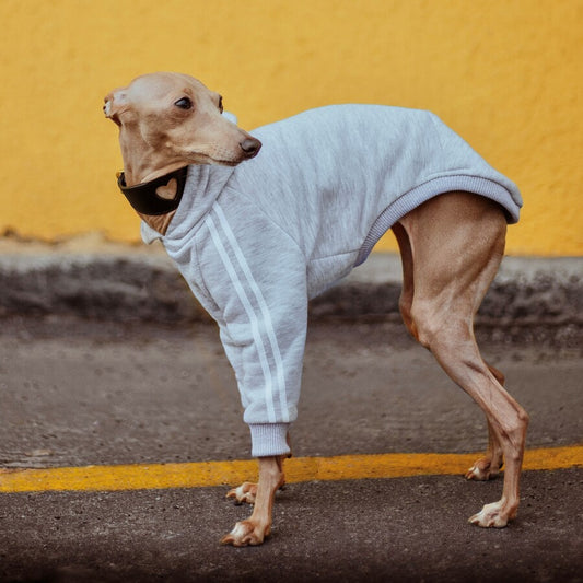 Italian Greyhound Clothes | Ubranko dla charcika włoskiego | bluza z kapturem  | oblečenie pre talianskeho chrtíka | oblečení pro italského chrtíka