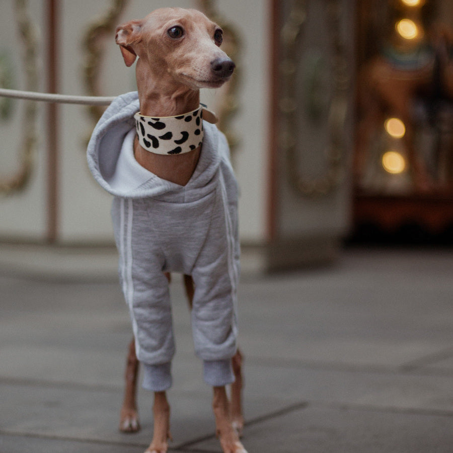 Italian Greyhound Clothes | Ubranko dla charcika włoskiego | bluza z kapturem  | oblečenie pre talianskeho chrtíka | oblečení pro italského chrtíka