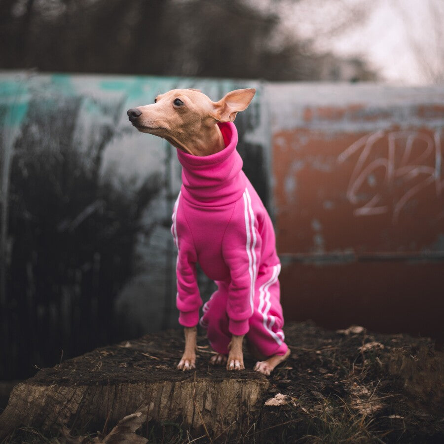 Greyhound hoodie for top dog